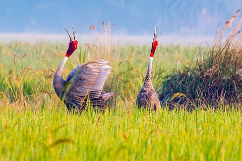 Birding Point