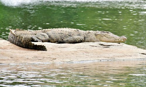Crocodile Point