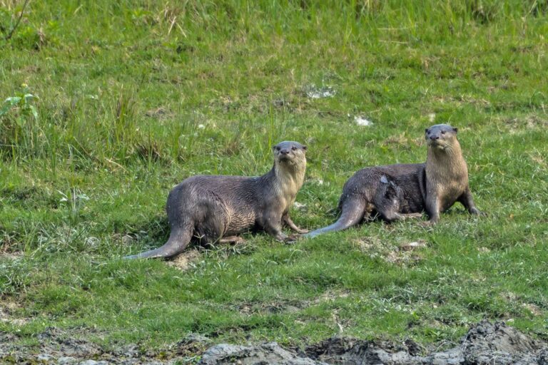 Otters 1