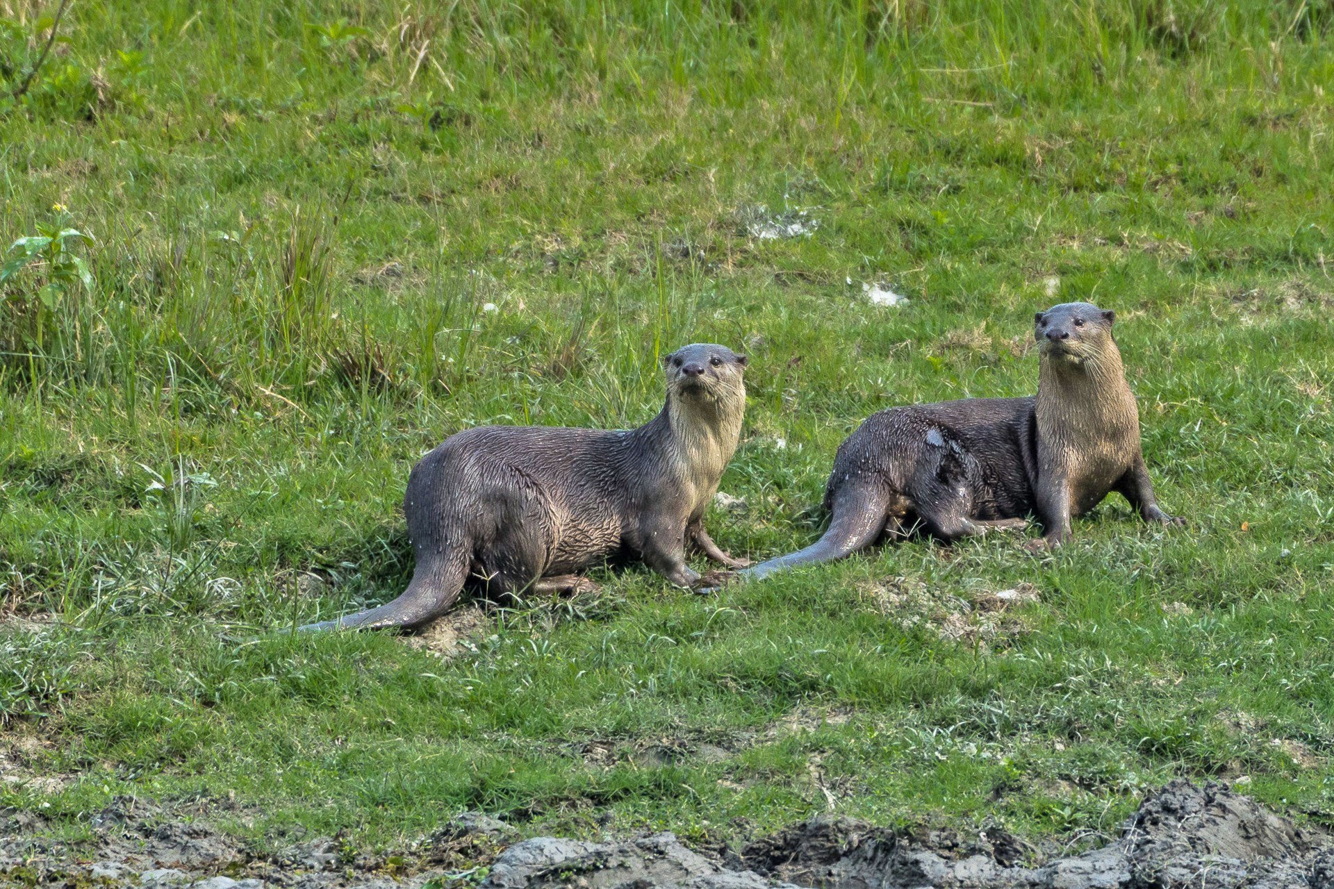 Otters 1