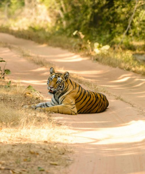 Wildlife