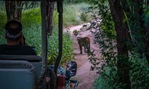 jungle safari