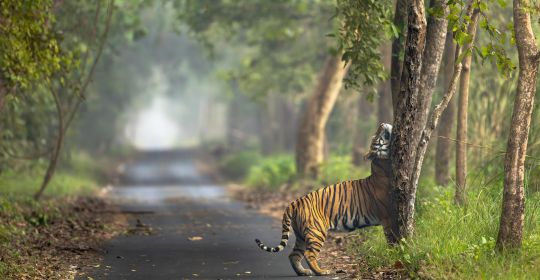 Pilibhit National Park Afternoon Safari