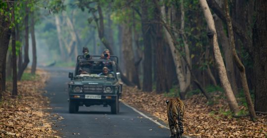 Pilibhit National Park Morning Safari